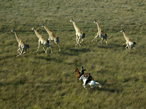 randonnée à cheval Botswana Okavango photo 3