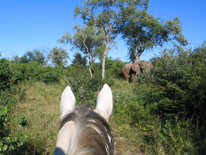 randonnée à cheval Botswana Okavango photo 3