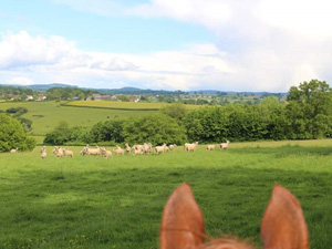 randonnée à cheval France Bourgogne photo 4