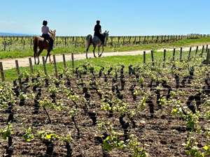 randonnée à cheval France Bourgogne photo 4