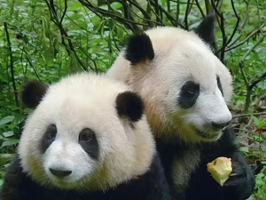 randonnée à cheval chine sichuan les pandas du sichuan