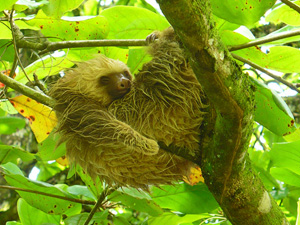 randonnée à cheval Costa Rica  photo 6