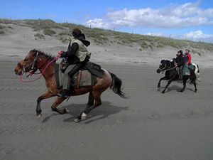 randonnée à cheval france hauts-de-france virée en baie de somme