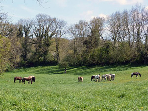 randonnée à cheval France Hauts-de-France photo 3