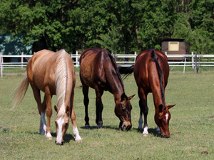 randonnée à cheval Hongrie Puszta photo 5