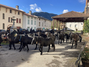 randonnée à cheval France Occitanie photo 3