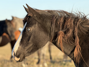 randonnée à cheval Etats-Unis Nord Dakota photo 1