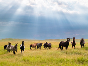 randonnée à cheval Etats-Unis Nord Dakota photo 2