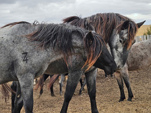 randonnée à cheval Etats-Unis Nord Dakota photo 4
