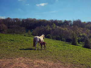 randonnée à cheval France Normandie photo 4