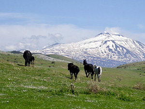 randonnée à cheval Italie Sicile photo 5